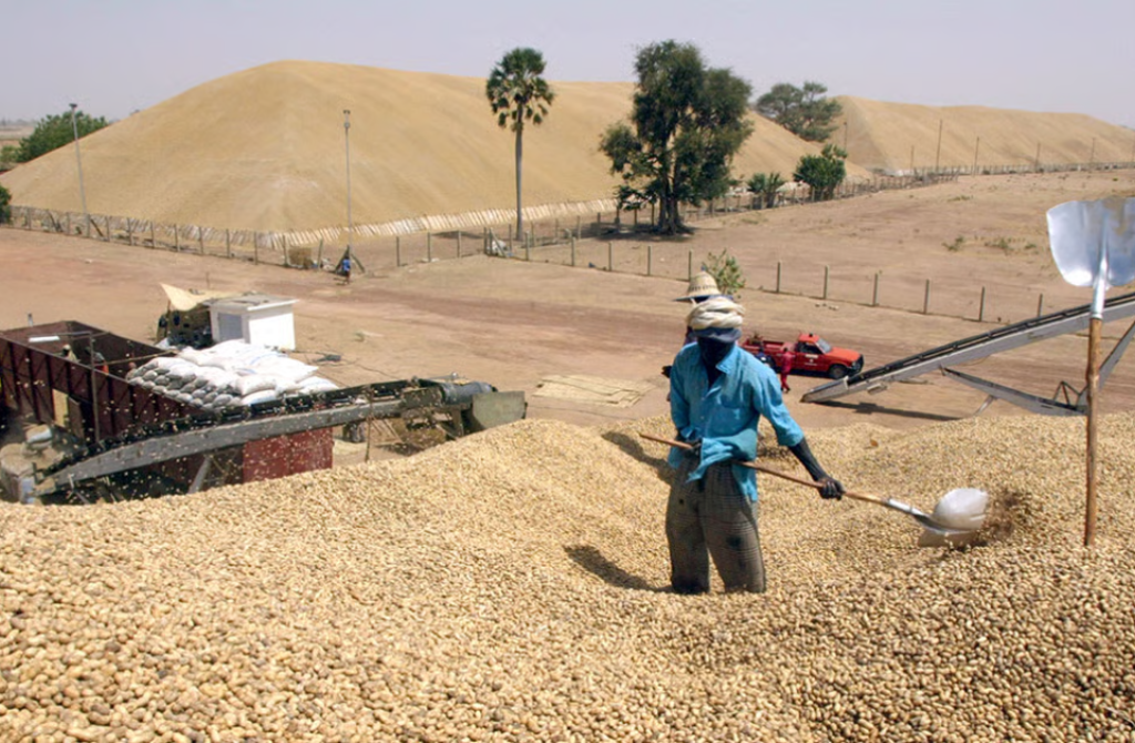 Sénégal : l’huile d’arachide bondit à l’export, un signal fort pour la transformation locale