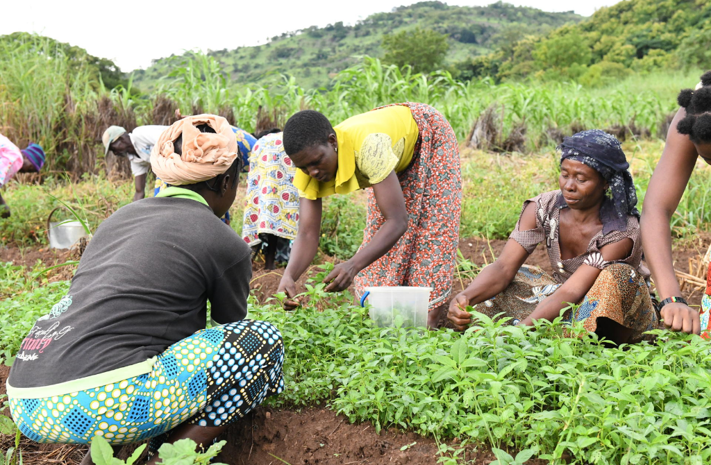 Burkina Faso : 67 milliards FCFA sur la table pour métamorphoser l&rsquo;économie des campagnes